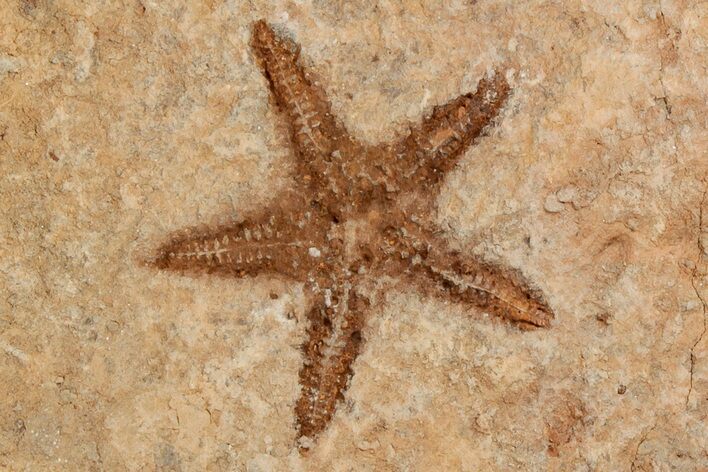 1.95" Ordovician Starfish (Petraster?) Fossil - Morocco